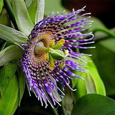 بذر پیچ گل ساعتی بنفش (بسته 5 عددی) کد 1463