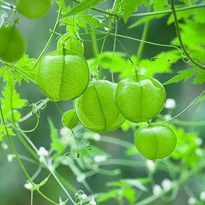 بذر بالون عشق (بسته 2 عددی) کد 1771