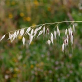 بذر جو دوسر زراعی (بسته 100 گرمی) کد 528