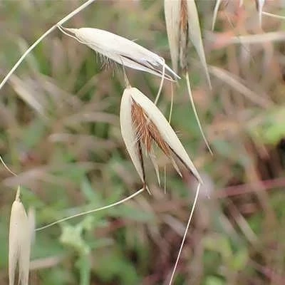 بذر جو دوسر زراعی (بسته 100 گرمی) کد 528