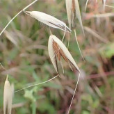بذر جو دوسر زراعی (بسته 100 گرمی) کد 528