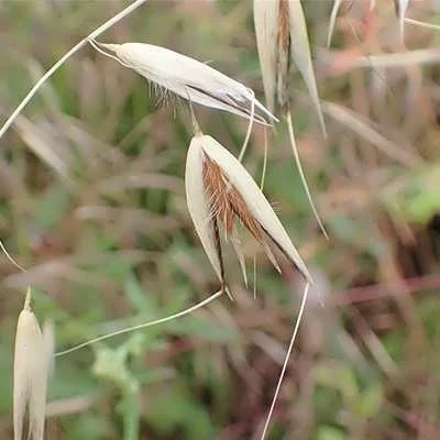 بذر جو دوسر زراعی (بسته 100 گرمی) کد 528