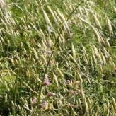 بذر جو دوسر زراعی (بسته 100 گرمی) کد 528