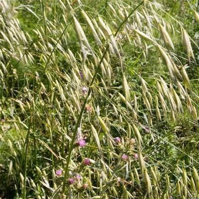بذر جو دوسر زراعی (بسته 100 گرمی) کد 528