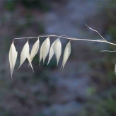 بذر جو دوسر زراعی (بسته 100 گرمی) کد 528