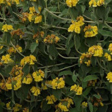 بذر گوش بره درختچه ای (بسته 10 عددی) کد 1945