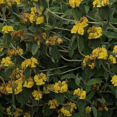 بذر گوش بره درختچه ای (بسته 10 عددی) کد 1945