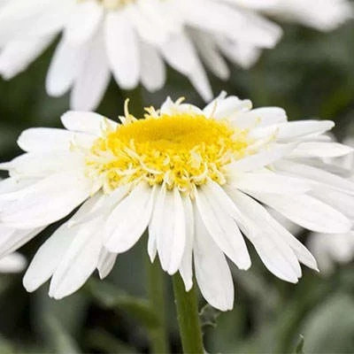 بذر گل مینا (گیاه مارگریت) (بسته 10 عددی) کد 1948