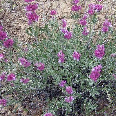بذر گل اروانه (بسته 5 عددی) کد 1912
