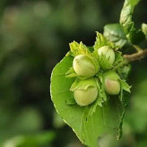 بذر فندق (بسته 5 عددی) کد 066