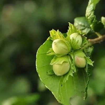 بذر فندق (بسته 5 عددی) کد 066