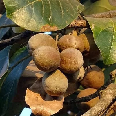 بذر درخت بلیله (بسته 5 عددی) کد 311