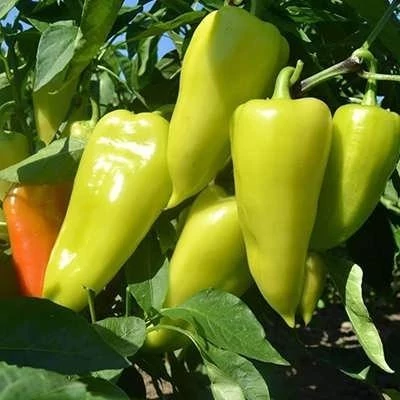 بذر فلفل سانتافه سبز (بسته 10 عددی) کد 952