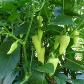 بذر فلفل سانتافه سبز (بسته 10 عددی) کد 952