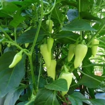 بذر فلفل سانتافه سبز (بسته 10 عددی) کد 952