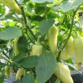 بذر فلفل سانتافه سبز (بسته 10 عددی) کد 952