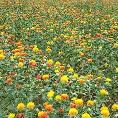 بذر گلرنگ (بسته 1 گرمی) کد 298