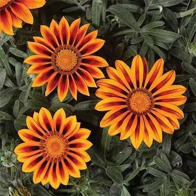 بذر گل گازانیا سان شاین (بسته 10 عددی) کد 1375