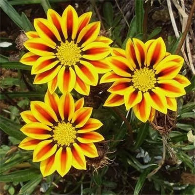 بذر گل گازانیا سان شاین (بسته 10 عددی) کد 1375