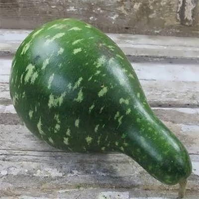 بذر کدو اردکی سبز (کدو گردن غازی) (بسته 5 عددی) کد 949