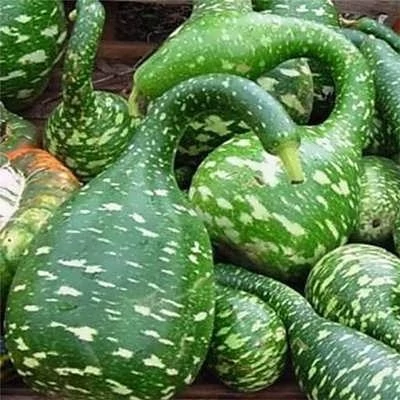 بذر کدو اردکی سبز (کدو گردن غازی) (بسته 5 عددی) کد 949