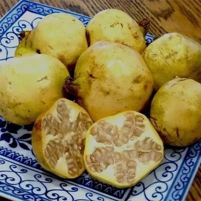 بذر انار سفید (بسته 20 عددی) کد 1141