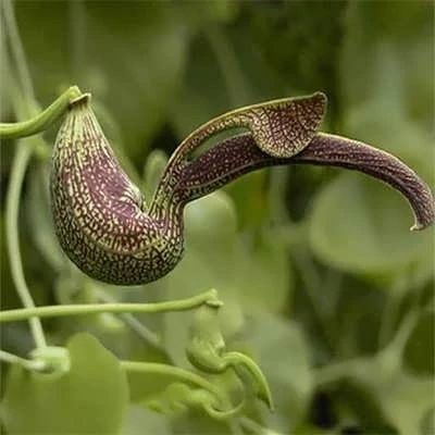 بذر گل پیپ هلندی ریجنز (بسته 5 عددی) کد 2056