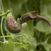 بذر گل پیپ هلندی ریجنز (بسته 5 عددی) کد 2056