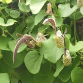 بذر گل پیپ هلندی ریجنز (بسته 5 عددی) کد 2056