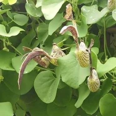 بذر گل پیپ هلندی ریجنز (بسته 5 عددی) کد 2056