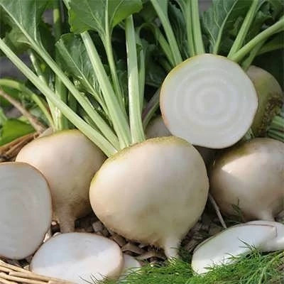 بذر لبو سفید (بسته 5 گرمی) کد 097