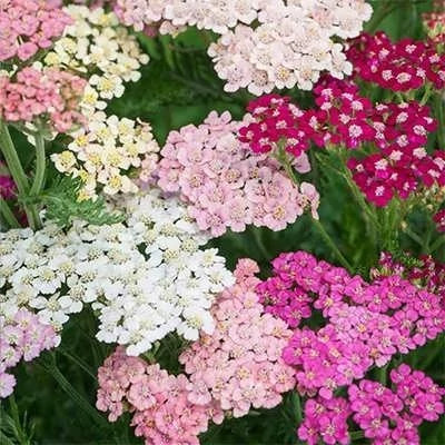 بذر گل بومادران الوان زینتی (بسته 0.5 گرمی) کد 537