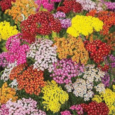 بذر گل بومادران الوان زینتی (بسته 0.5 گرمی) کد 537