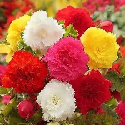 بذر کاملیا میکس (بسته 5 عددی) کد 1007