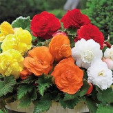 بذر کاملیا میکس (بسته 5 عددی) کد 1007