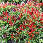 بذر فلفل سان گری (بسته 5 عددی) کد 1123