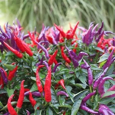 بذر فلفل سان گری (بسته 5 عددی) کد 1123
