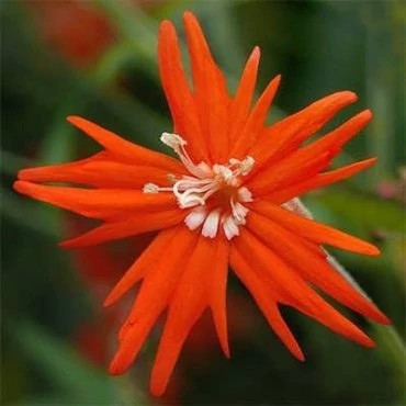 بذر گل سیلن قرمز (قلیونک) (بسته 300 عددی) کد 1544
