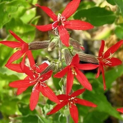 بذر گل سیلن قرمز (قلیونک) (بسته 300 عددی) کد 1544