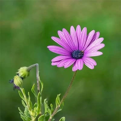بذر گل گازانیا یاسی (بسته 250 عددی) کد 1538