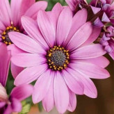 بذر گل گازانیا یاسی (بسته 250 عددی) کد 1538