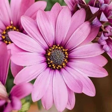 بذر گل گازانیا یاسی (بسته 250 عددی) کد 1538