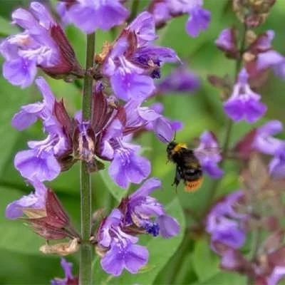 بذر مریم گلی ترکه ای (بسته 1 گرمی) کد 571