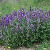 بذر مریم گلی ترکه ای (بسته 1 گرمی) کد 571