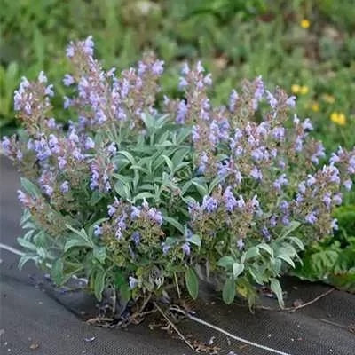 بذر مریم گلی ترکه ای (بسته 1 گرمی) کد 571