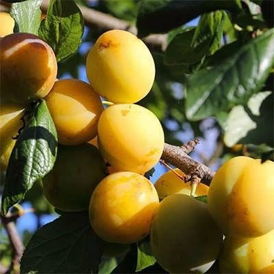 بذر آلوچه بویین زهرا (بسته 10 عددی) کد 062