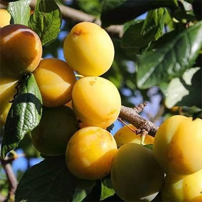 بذر آلوچه بویین زهرا (بسته 10 عددی) کد 062