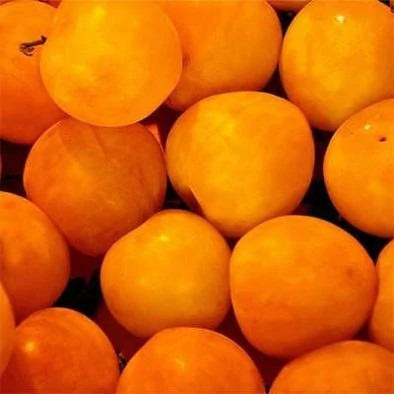 بذر آلوچه بویین زهرا (بسته 10 عددی) کد 062