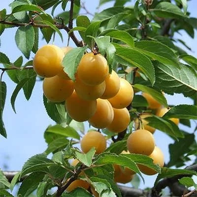 بذر آلوچه بویین زهرا (بسته 10 عددی) کد 062