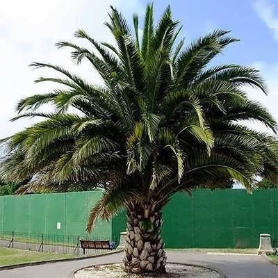 بذر نخل انیکس (بسته 5 عددی) کد 100